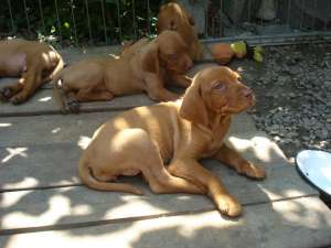 Pui Vizsla Maghiara de vanzare