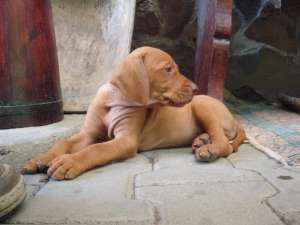 Pui Vizsla Maghiara de vanzare
