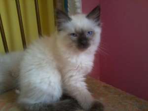 vand pui birmanezii