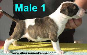 Pui Bullterrier de vanzare