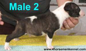 Pui Bullterrier de vanzare