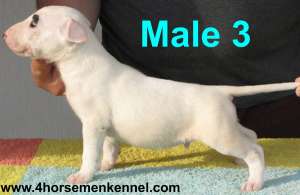 Pui Bullterrier de vanzare