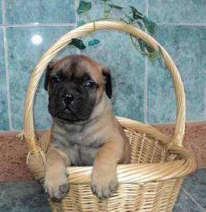 vand catei bullmastiff