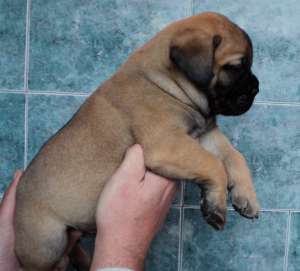 vand catei bullmastiff