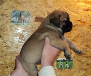 vand catei bullmastiff