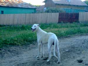 vand ogar grayhond