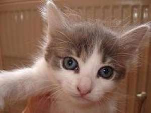 spre adoptie pisicut