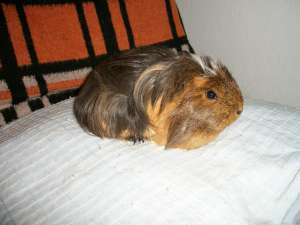 Donez porcusori de guineea
