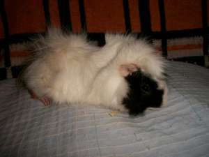 Donez porcusori de guineea