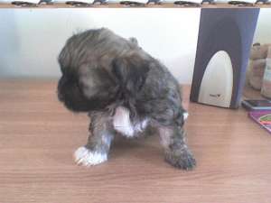 VIND PUI DE BICHON MALTEZ
