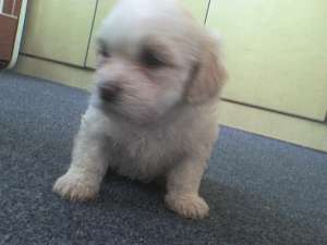VIND PUI DE BICHON MALTEZ