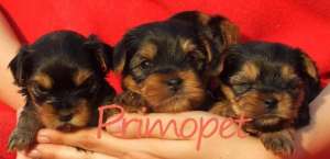 Vanzare-Yorkshire Terrier Toy
