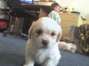 VIND PUI DE BICHON MALTEZ