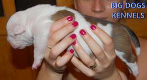 vand pu bulldog american jonson
