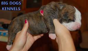 vand pu bulldog american jonson