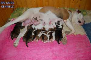 vand pu bulldog american jonson