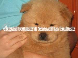 Caini Chow Chow de vanzare
