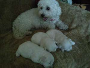 Vand bichon bolognese !