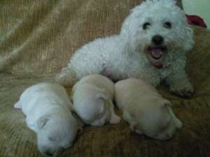 Vand bichon bolognese !