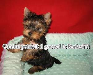 Yorkshire Terrier Toy de vanzare