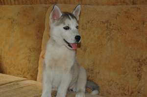 Vand Pui Husky Siberian