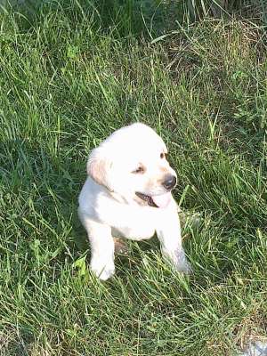 Vand pui labrador