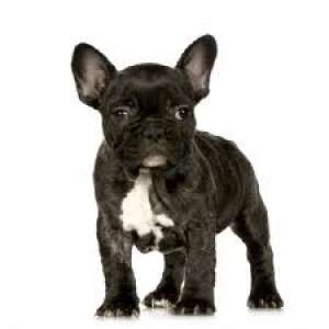 Bulldog Francez