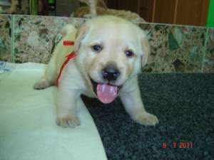 Vand labrador retriever cu pedigree