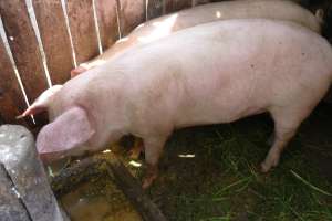 Vand porc crescut natural,  foarte sanatos