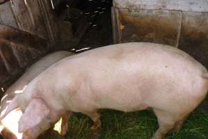 Vand porc crescut natural,  foarte sanatos
