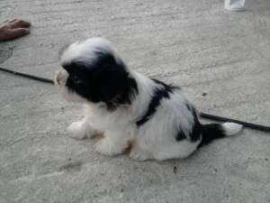 VAND PUI SHIH TZU