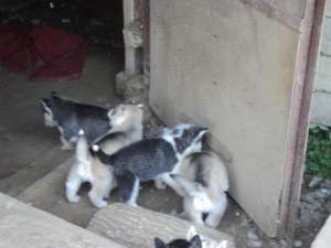 husky