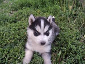 husky