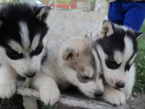 husky
