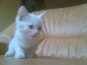OFER SPRE ADOPTIE 3 PISICUTE FRUMUSELE  DE 3 LUNI