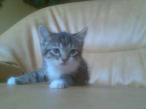 OFER SPRE ADOPTIE 3 PISICUTE FRUMUSELE  DE 3 LUNI
