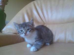 OFER SPRE ADOPTIE 3 PISICUTE FRUMUSELE  DE 3 LUNI