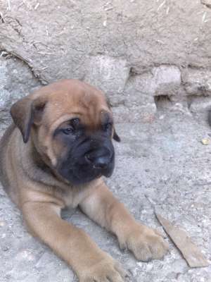 vand cane corso