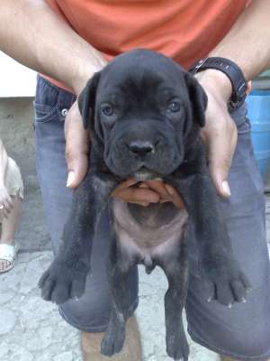 vand cane corso