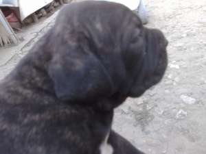 vand cane corso