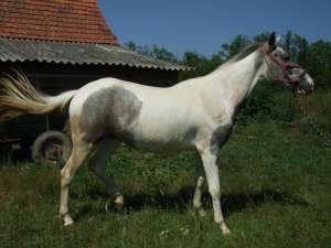 Vand manza Lipitan 2 ani