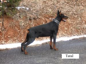 Vand catei Doberman