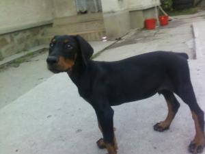 Vand catei Doberman
