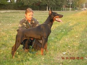 Vand catei Doberman