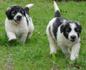 saint bernard,   ciobanesc mioritic,   amstaf
