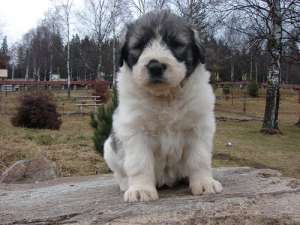 saint bernard,   ciobanesc mioritic,   amstaf