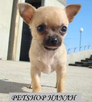 Pui Chihuahua de vanzare