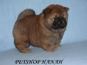 Pui Chow-chow de vanzare
