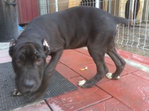 vand pui cane corso femela