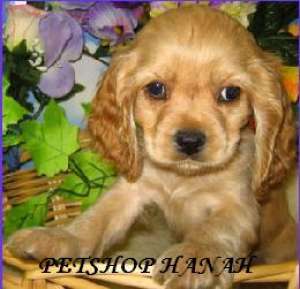 Pui Cocker spaniel de vanzare
